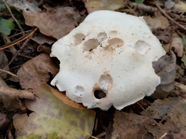 Paddestoelen Kennedy bos Kortrijk (België)